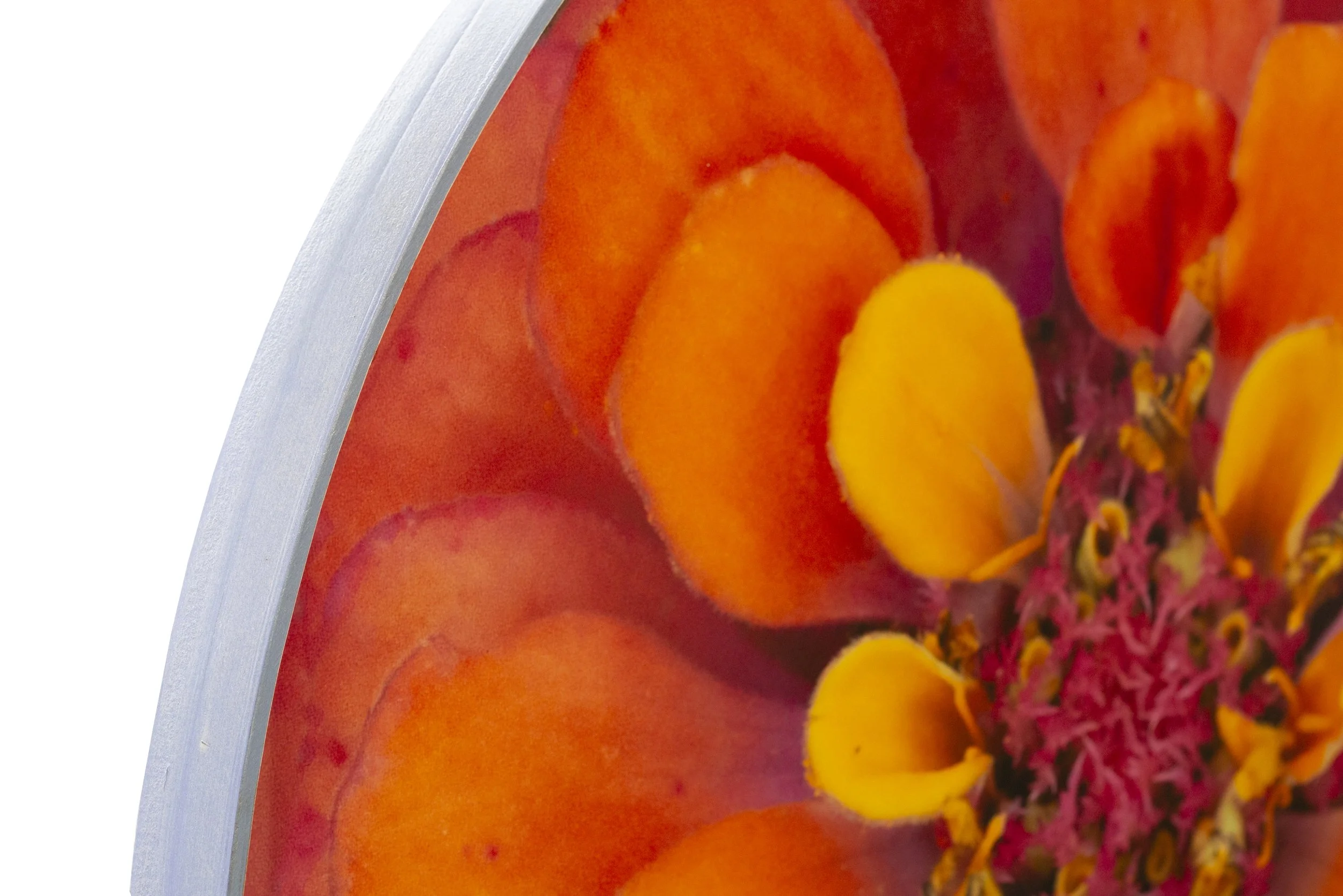 zinnia1_det1.jpg