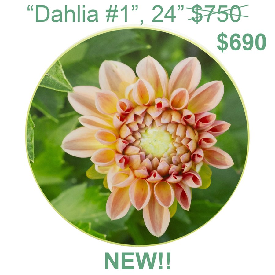 dahlia.jpg