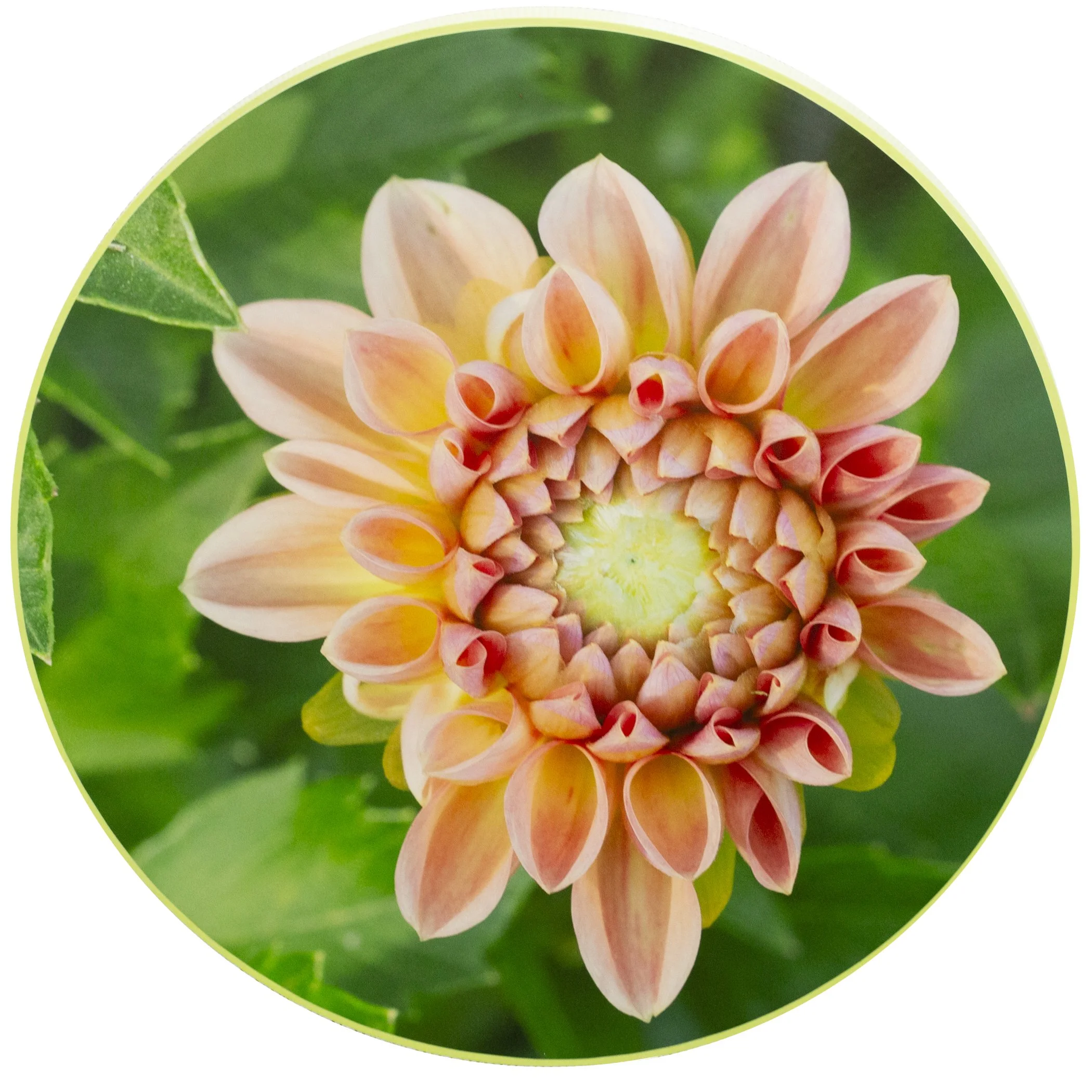 dahlia.jpg