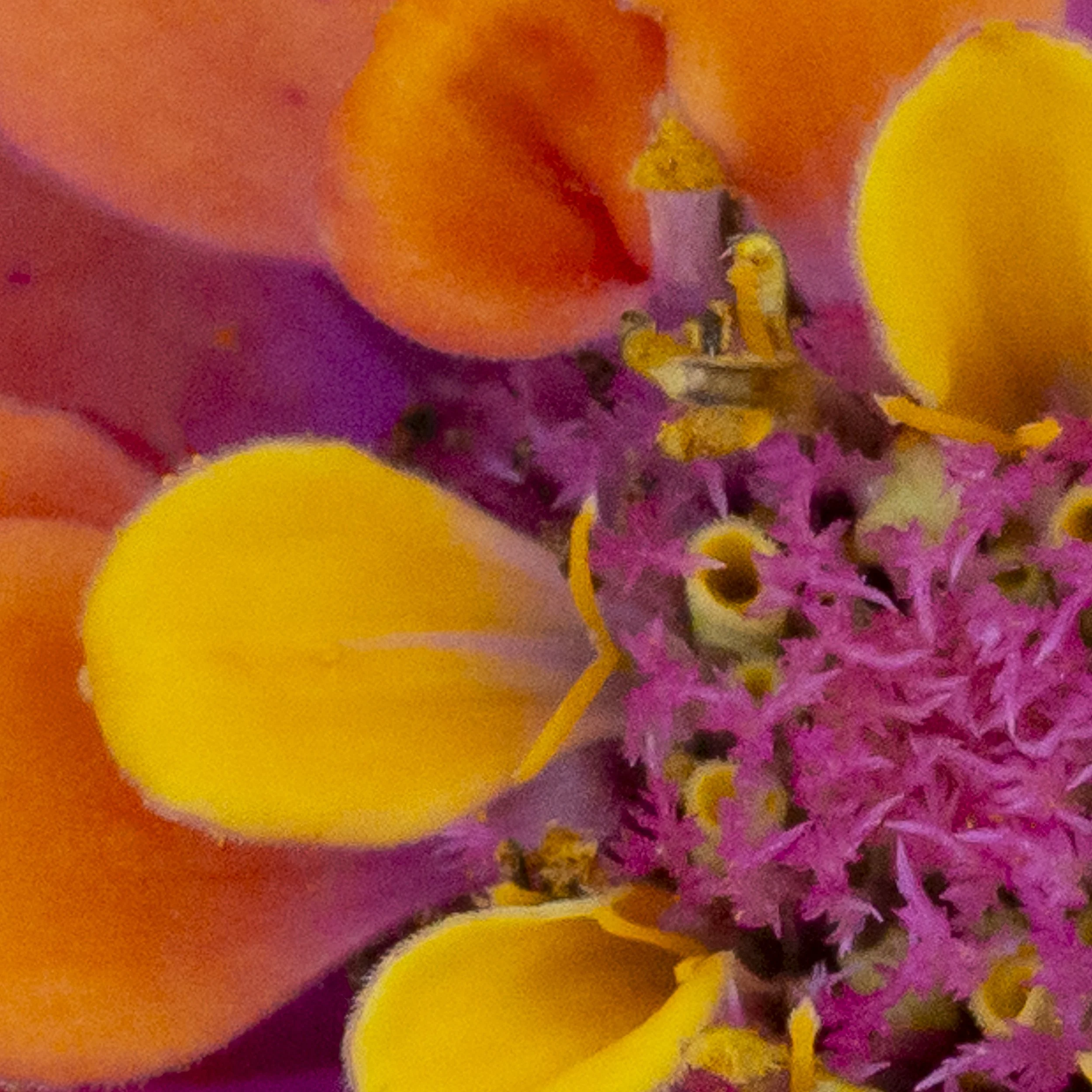zinnia1_det2.jpg