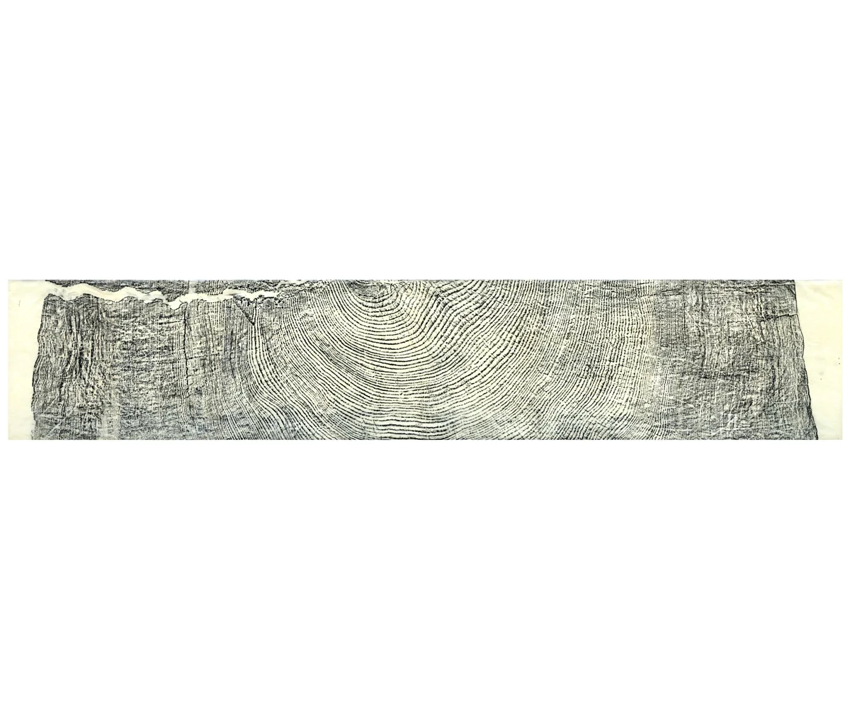 Against Forgetting Wax rubbing on Japanese Rice Paper, 400 year old tree, Orcas Island 12" x 60"