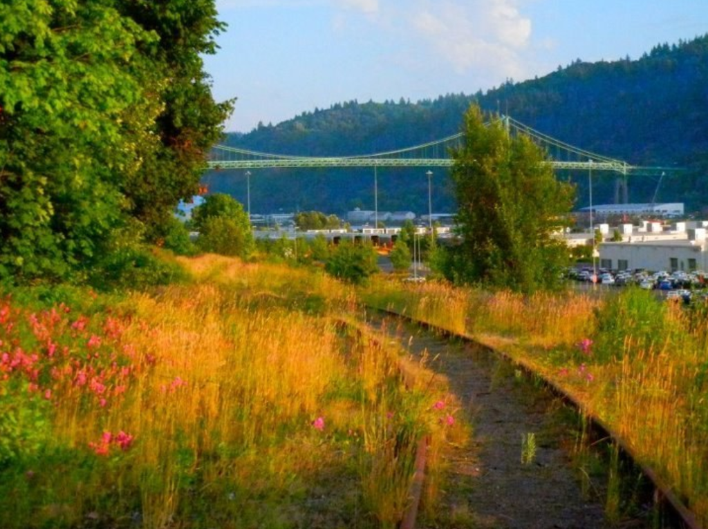 In July of 2012 I designed and implemented a 60 ft. x 30 ft. mural for Depave , a non-profit in Portland, OR that seeks to re-green urban spaces by removing asphalt. Before depaving the old lot, we painted a giant tiger to represent the suppressed wilderness which would soon be uncovered from asphault and allowed to flourish. Time lapse footage was taken from high in a tree above. A mixture of dry milk and natural pigments was used as paint so that the mural would not add to the toxicity of the asphalt.