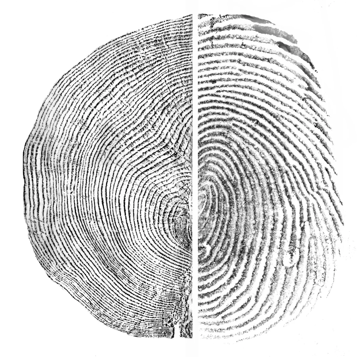 Against Forgetting Wax rubbing of tree, fingerprint Buy 20" x 20" print here . Against Forgetting was published in Orion Magazine's January/February 2015 issue.