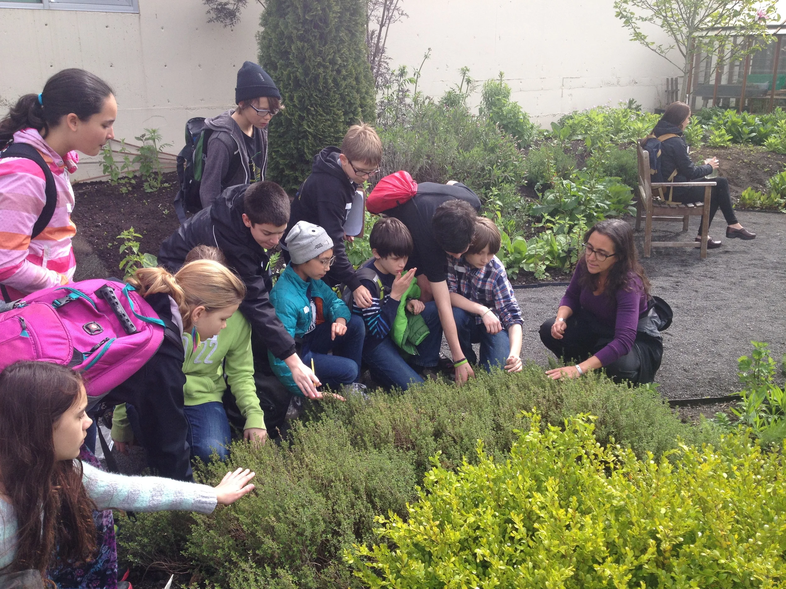 Plants Around Us: Galen's Way Garden, National College of Natural Medicine. Portland, 2015 In Spring of 2015, I received a RACC grant to be artist-in-residence at Southwest Charter School, a place-based K-8 in Portland. I worked with the 5th and 6th graders to create a mural about medicinal plants in conjunction with their botany unit. We visited the National College of Natural Medicine, where the students learned about the plants from three naturopaths. The students then spent time in the garden at NCNM sketching the plants. These sketches were eventually translated in painting by the students onto large panels which were installed at the College. I designed a postcard book featuring each painting from the mural for distribution at both schools. 