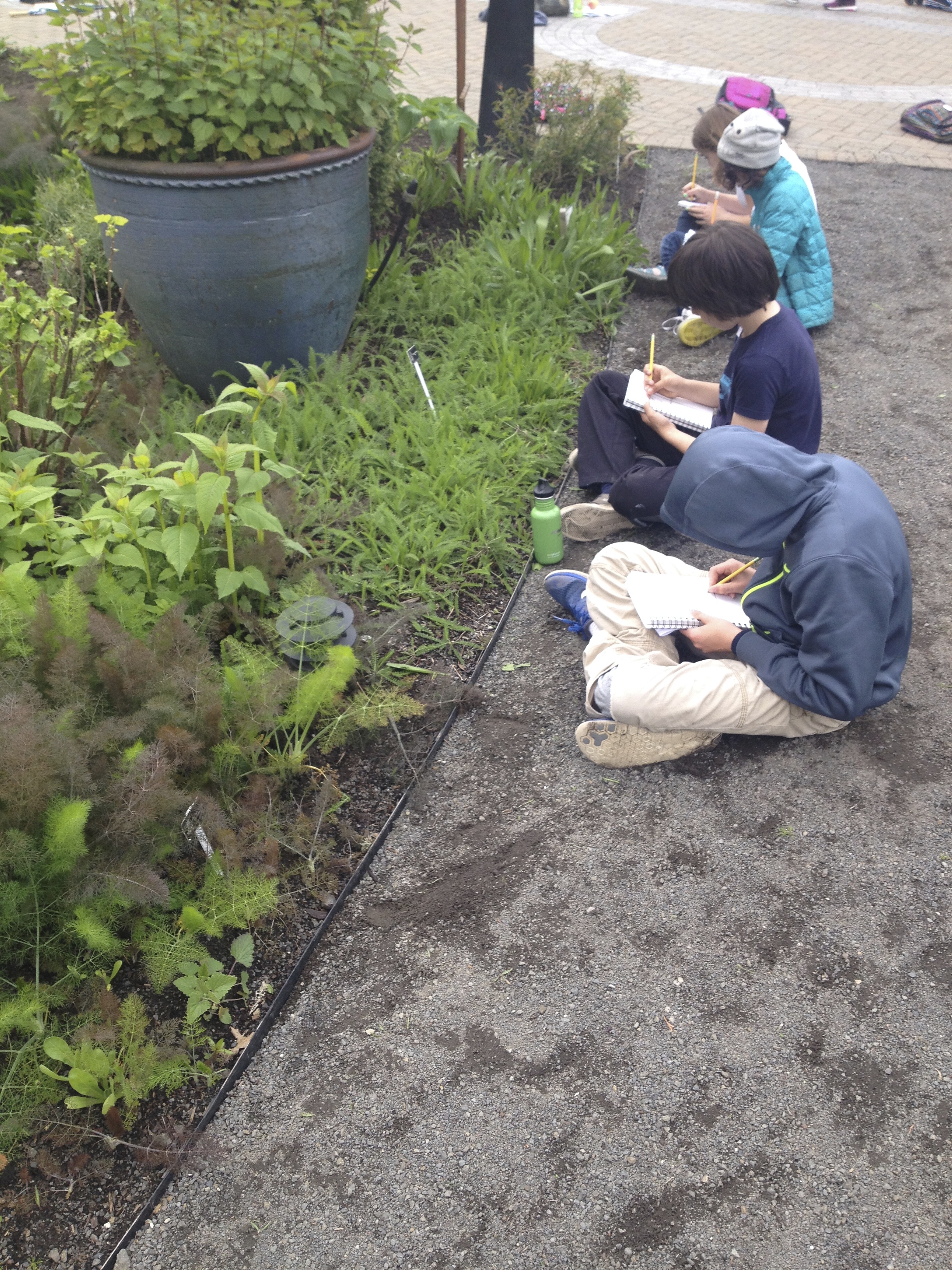 Plants Around Us: Galen's Way Garden, National College of Natural Medicine. Portland, 2015 In Spring of 2015, I received a RACC grant to be artist-in-residence at Southwest Charter School, a place-based K-8 in Portland. I worked with the 5th and 6th graders to create a mural about medicinal plants in conjunction with their botany unit. We visited the National College of Natural Medicine, where the students learned about the plants from three naturopaths. The students then spent time in the garden at NCNM sketching the plants. These sketches were eventually translated in painting by the students onto large panels which were installed at the College. I designed a postcard book featuring each painting from the mural for distribution at both schools. 