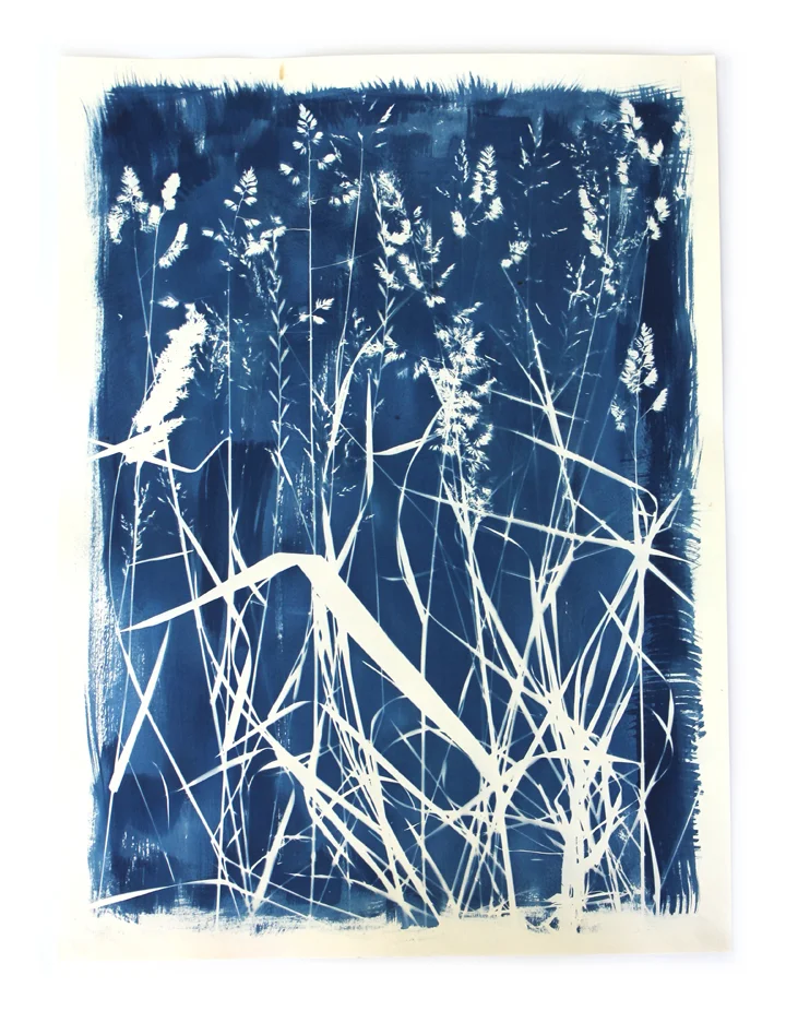 Pioneers, Newberry Hill Clearcut IV, 2015, 22" x 30" h, 100% cotton rag paper In my ongoing series Pioneers , I consider the possibilities for regeneration in disturbed landscapes by documenting the plants that first colonize bare ground. Last year a neighbor clearcut a large section of forested land that I used to frequent. After the clearcut, ground previously shaded by the forest canopy was exposed to direct sunlight, allowing a new generation of plants to establish. Using cyanotypes, a photographic process that requires the same direct sunlight, I made portraits of these new landscapes.