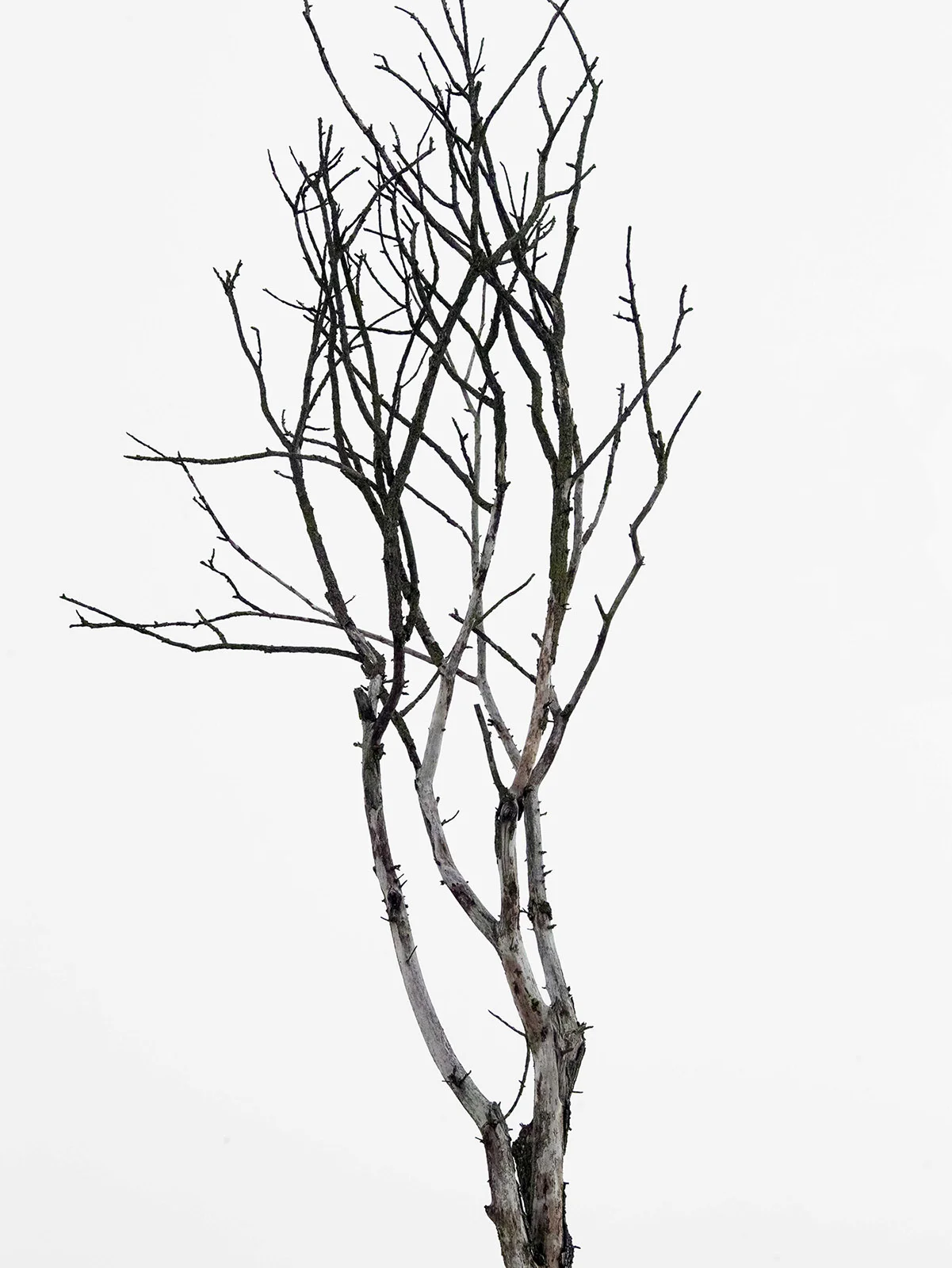  There are some iconographic parallels, thanks to great Alexandrian artists such as Pelizza di Volpedo. Some local critics were convinced that every picture of him was finished and therefore not interpretable, if not intuitively putting him in connec