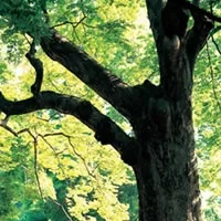 wenge-tree.jpg