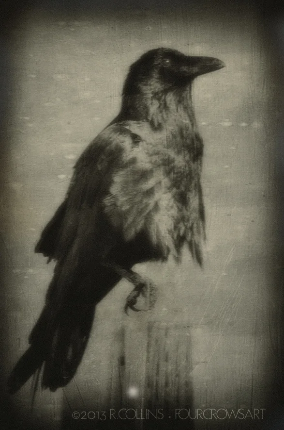 TinCrowPrint.jpg