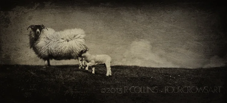 TintypeSheep.jpg