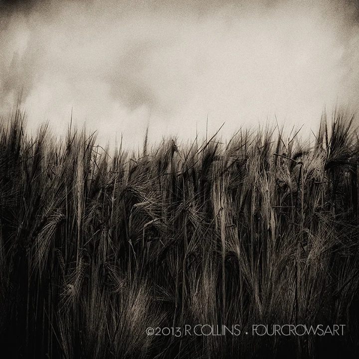 Wheat.jpg