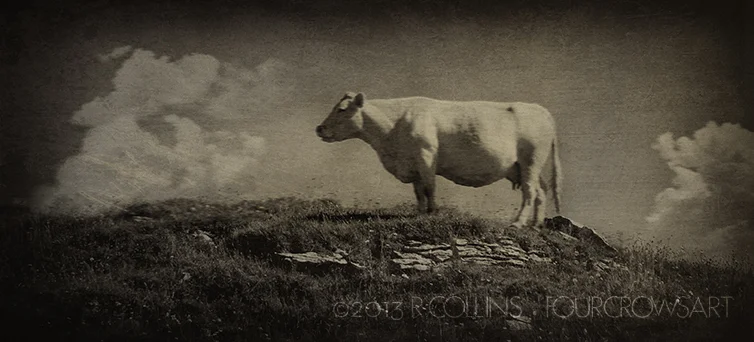 TinCow.jpg