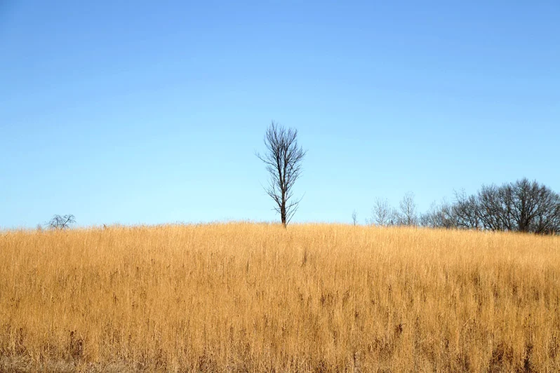 tree.jpg