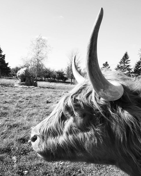 cowhorns.png