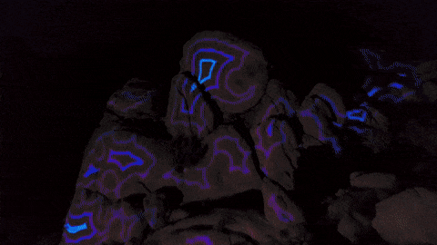 lf2cvideo.gif