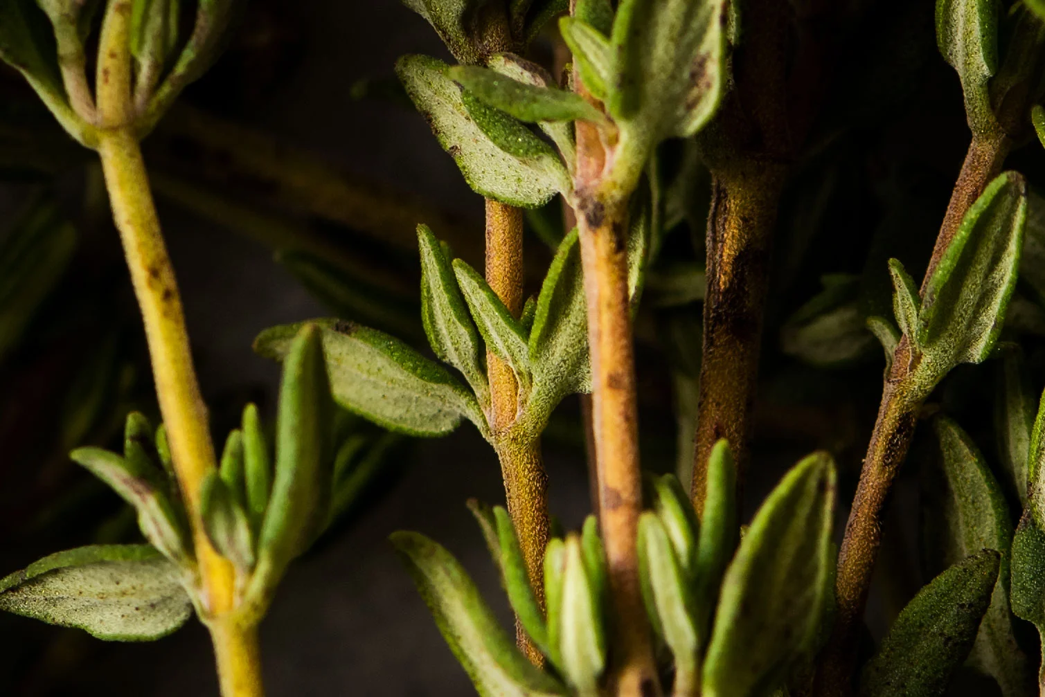 New-Light-Test-013.jpg
