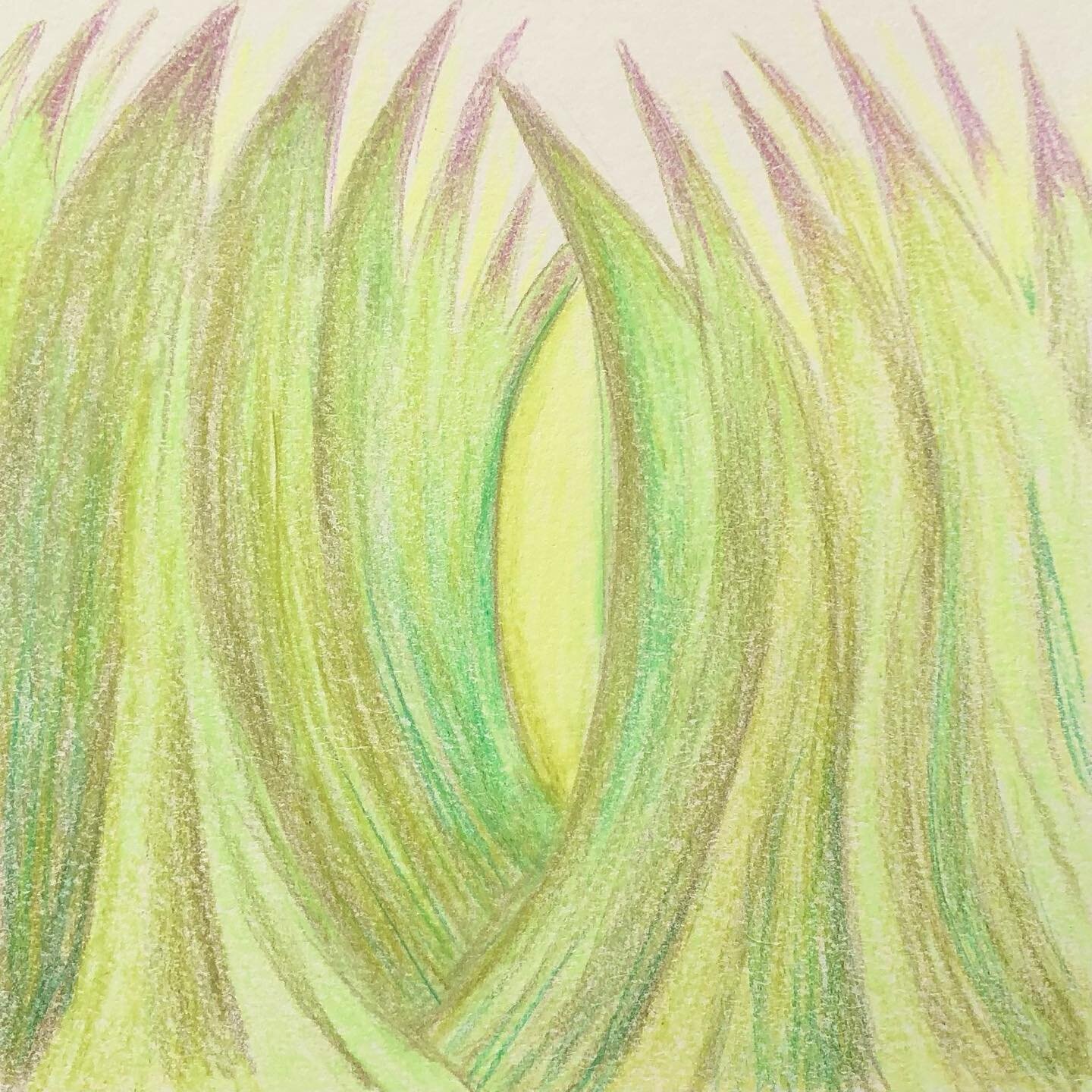 Daily tiny drawing&hellip;walking through tall cheat grass feeling like a small critter&hellip;all the rain has made the plants giants

#dailydrawing #coloredpencil #cheatgrass #abstractnature #dailynaturedrawing #drawinginnature