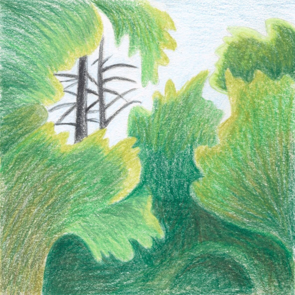 Daily tiny drawing&hellip;🌿

#dailynature #dailydrawing #pnwtrees #coloredpencil #abstractnature #emilycarr