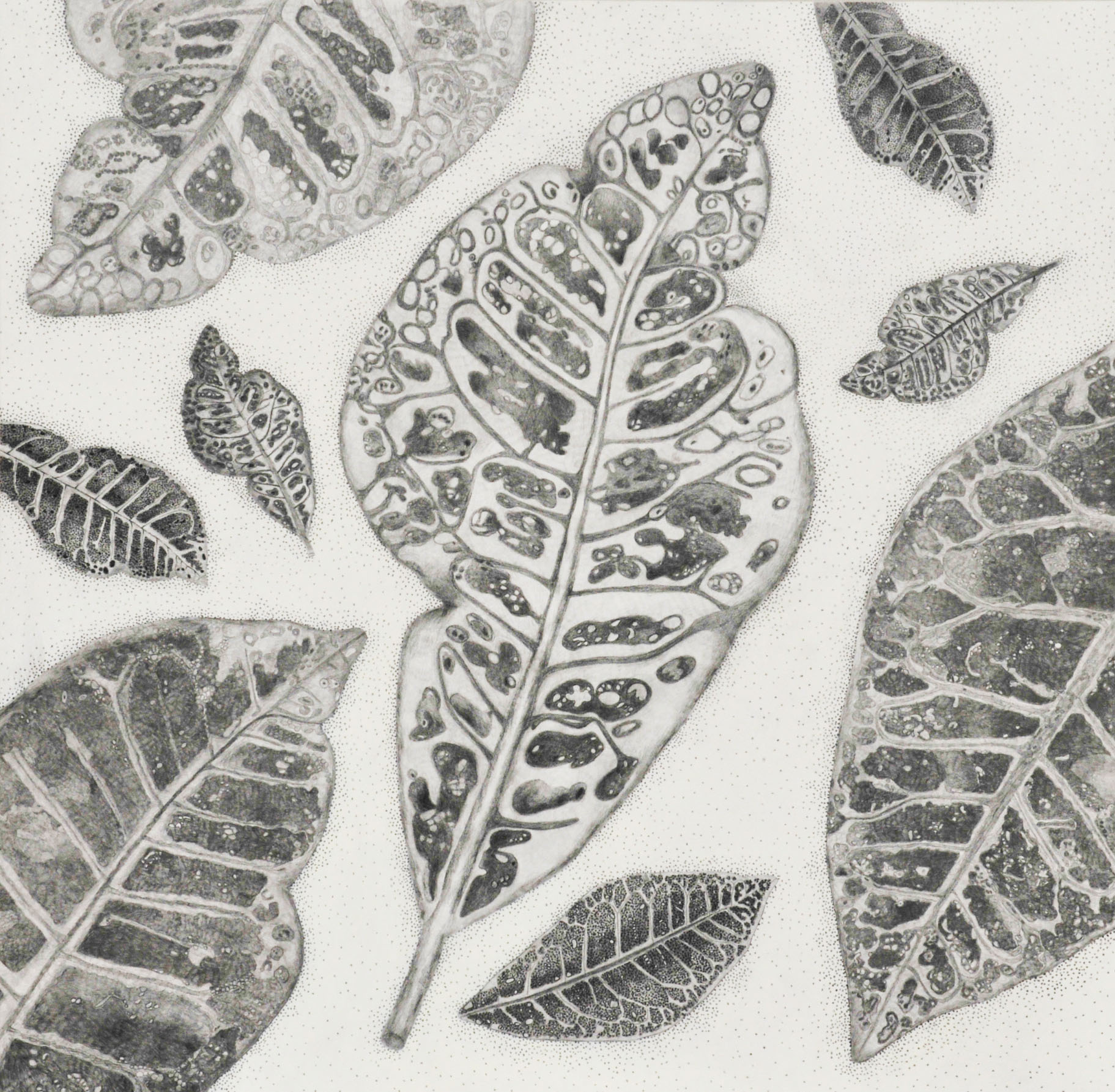 Graphite Series Croton, acrylic and graphite on panel, 30x30