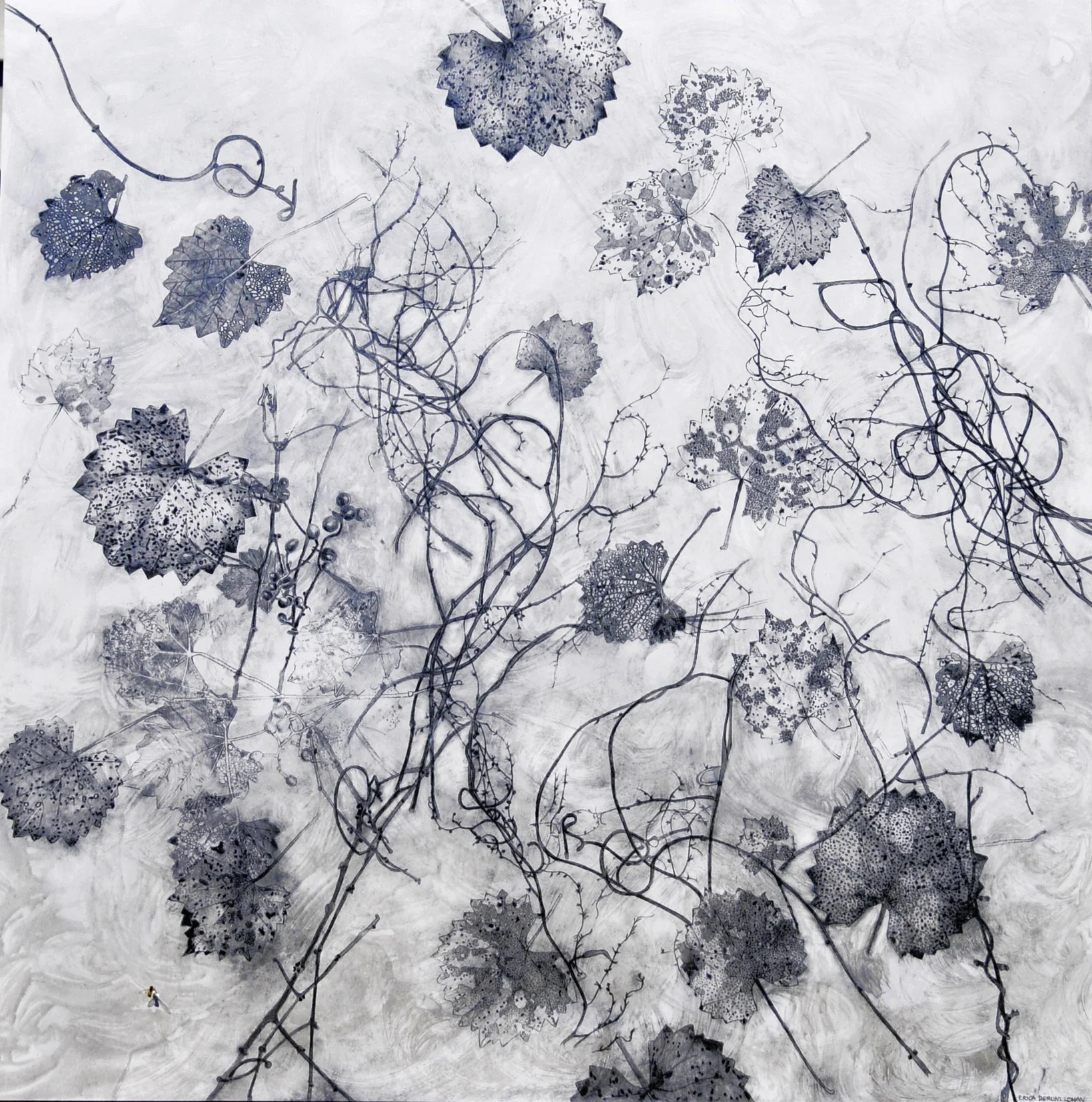 Graphite Series Vitis & Vines. acrylic and graphite on panel, 30,30