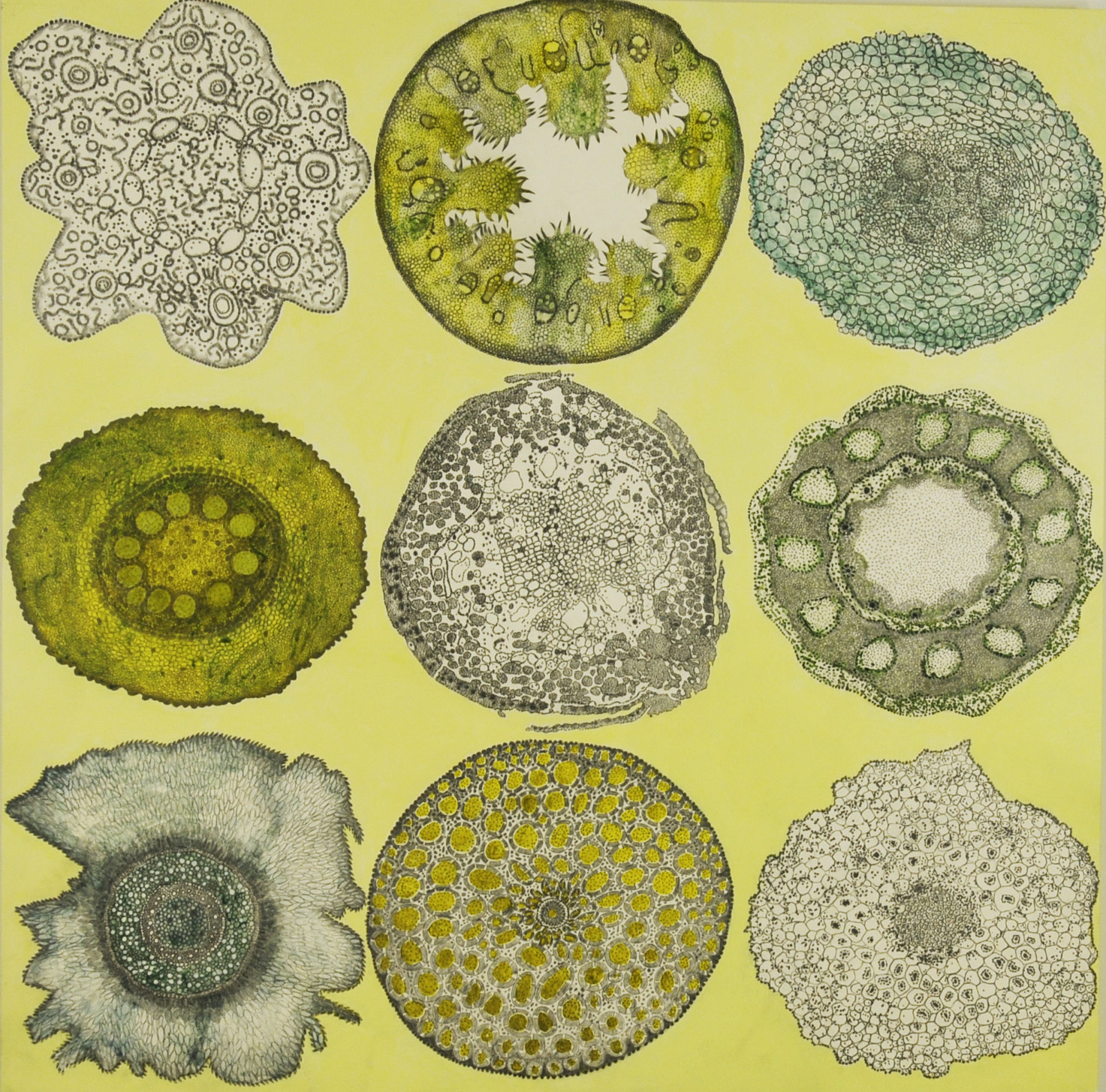   Plant Cell Patterns #1, acrylic and graphite on panel, 30x30   