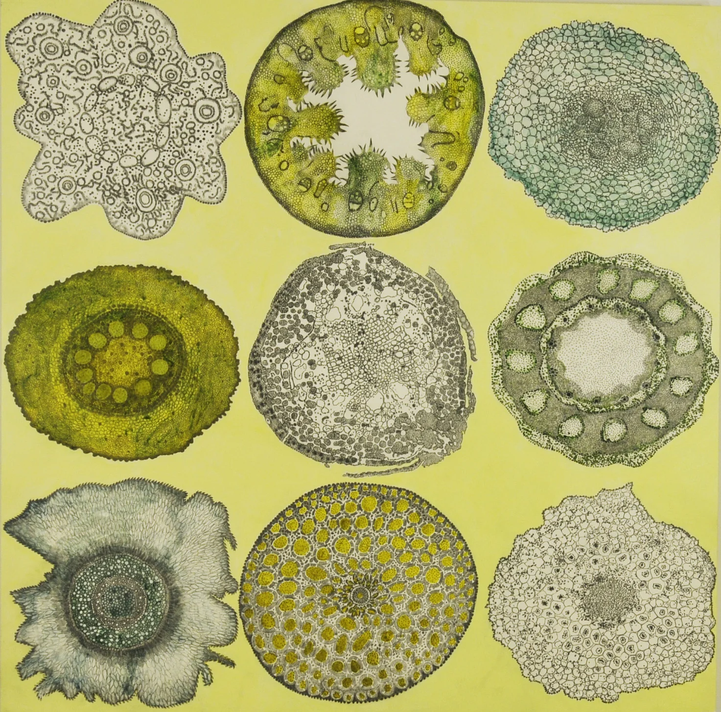Plant Cell Patterns #1, acrylic and graphite on panel, 30x30