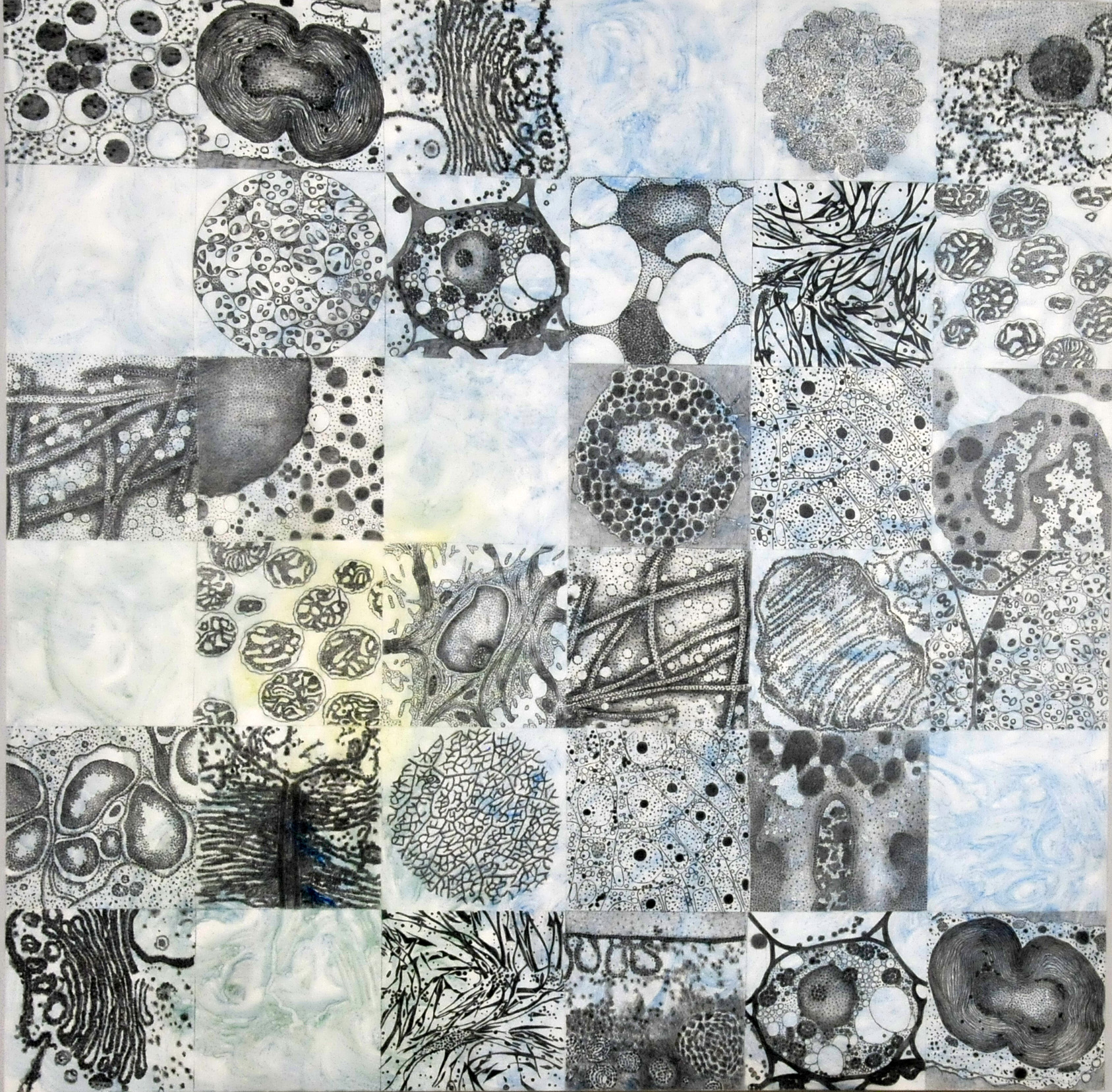   Plant Cell Patterns #2, acrylic and graphite on panel, 30x30   