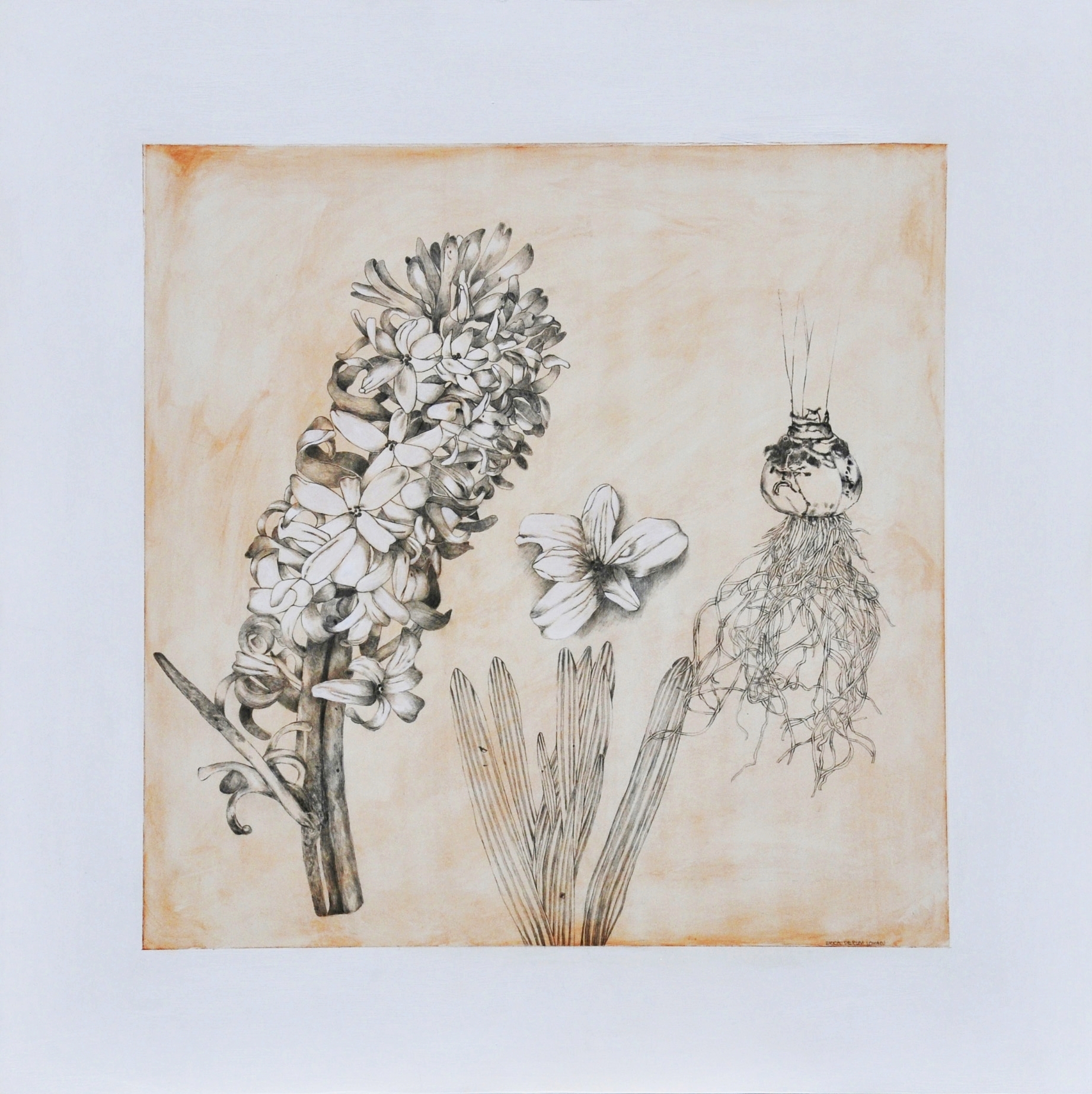 Hyacinth, acrylic and graphite on panel, 30x30