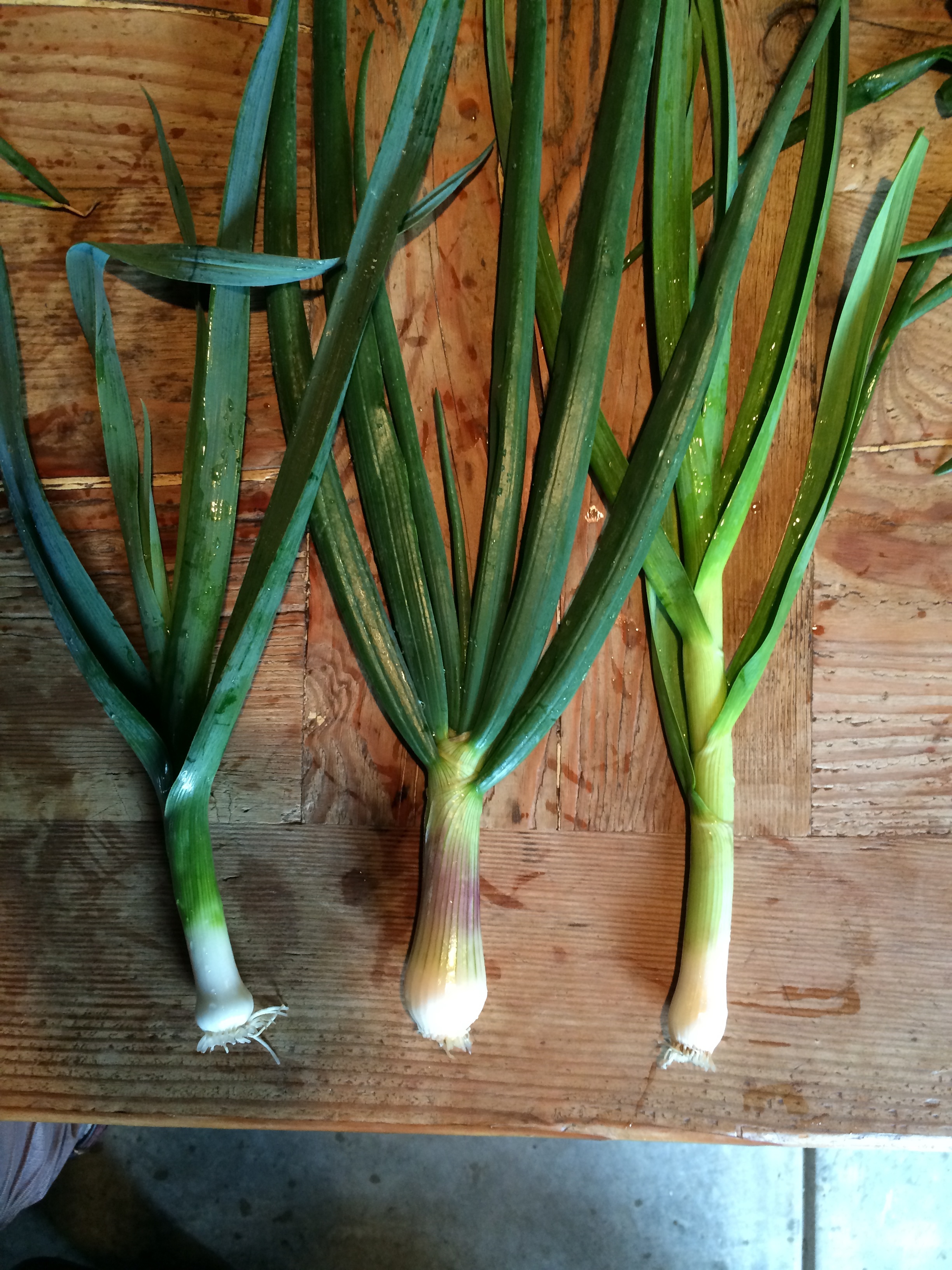 The leek has a deep flat blue/green leaf, the onion has a hint of pink and the green garlic looks similar to the leek but has the pungent bouquet of garlic we all know and love.