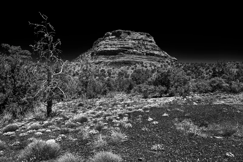 Flowers, Rock and Moonlight