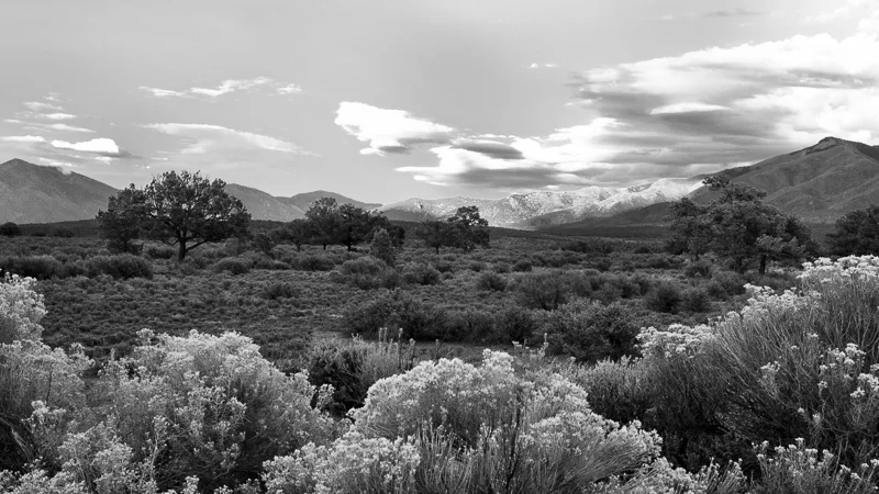Quiet Field