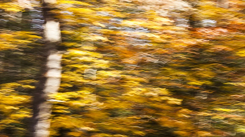 Autumn Birch Forest