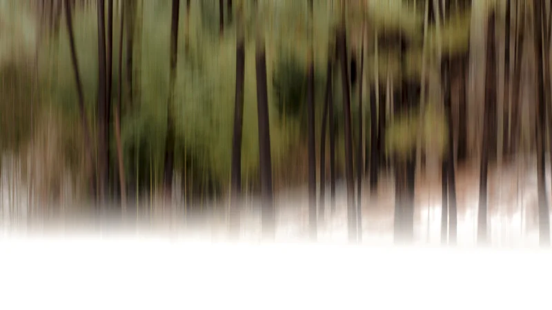 The Hush of Whispering Pines