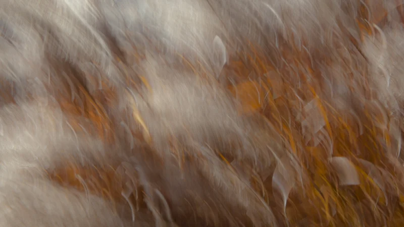 Autumn Blowing