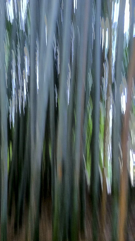 Bamboo II