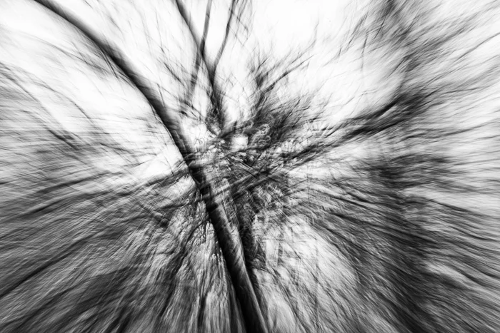 Falling Trees Monochrome