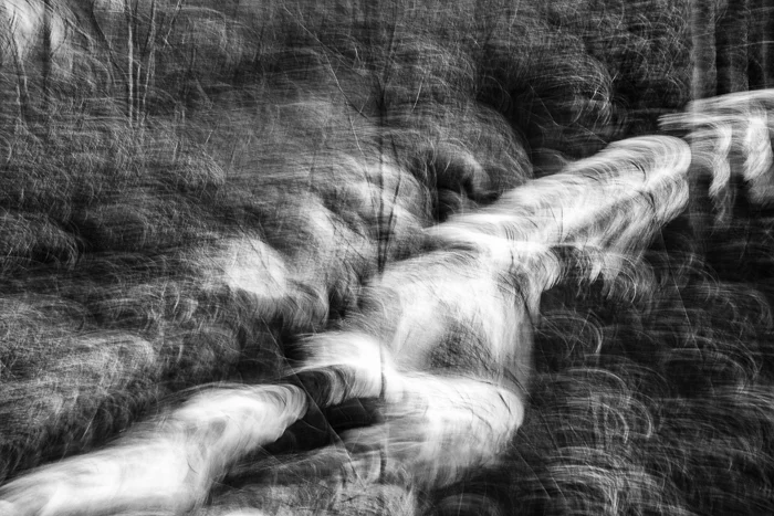 Wind Blowing Through The Trees