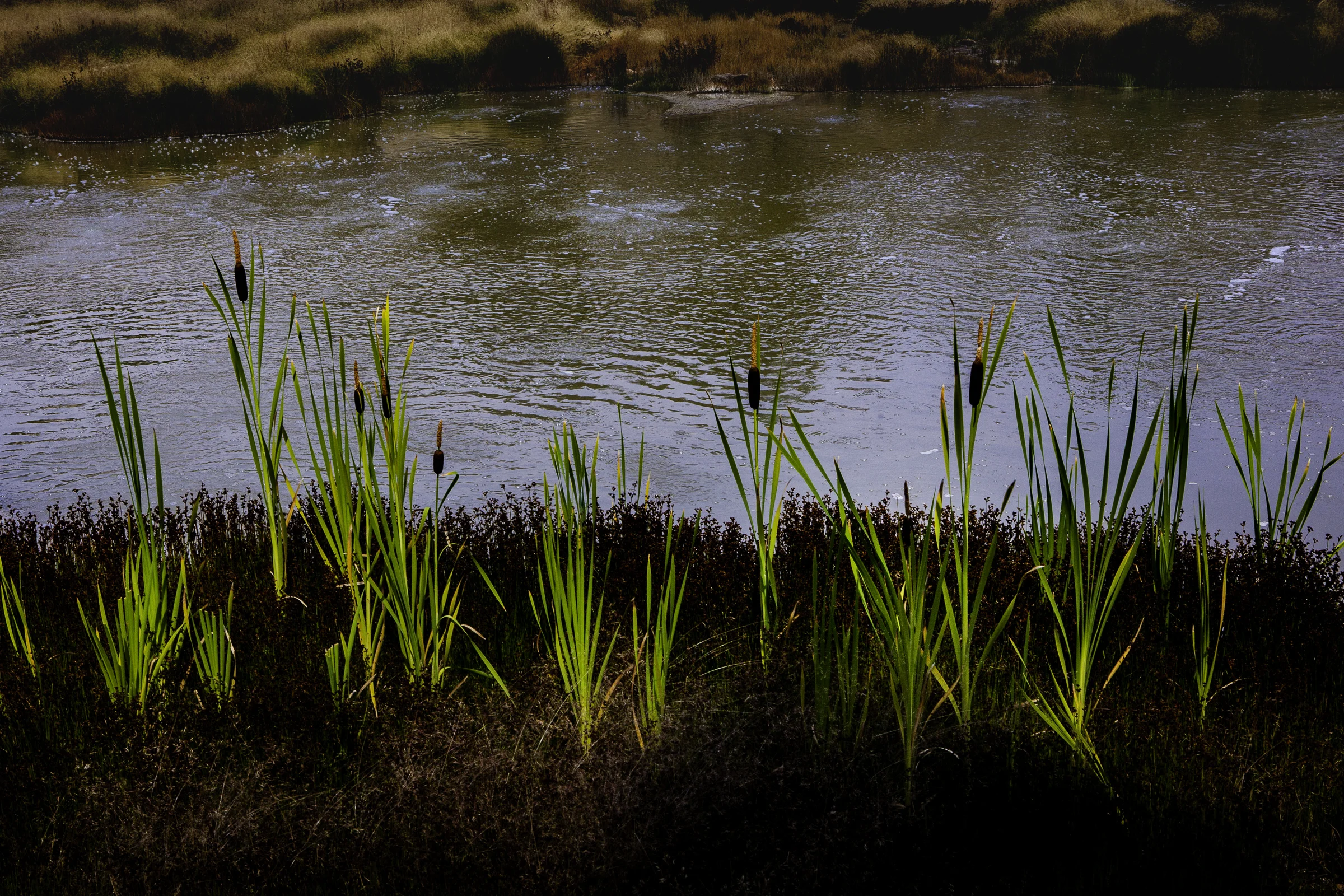 Cat Tails