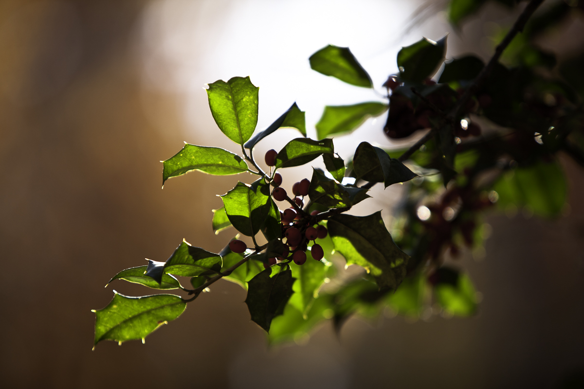 Backlit Holly
