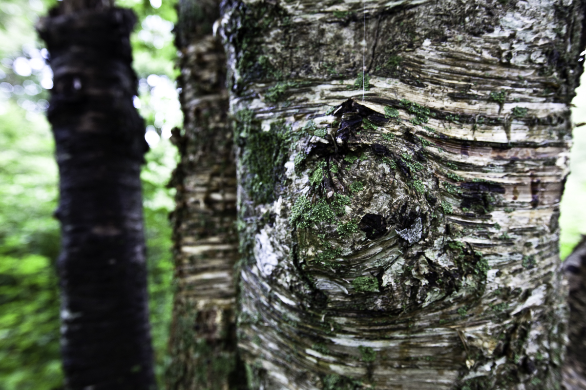 Birch and Moss