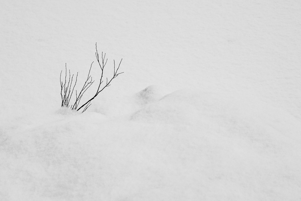 Branch In Snow