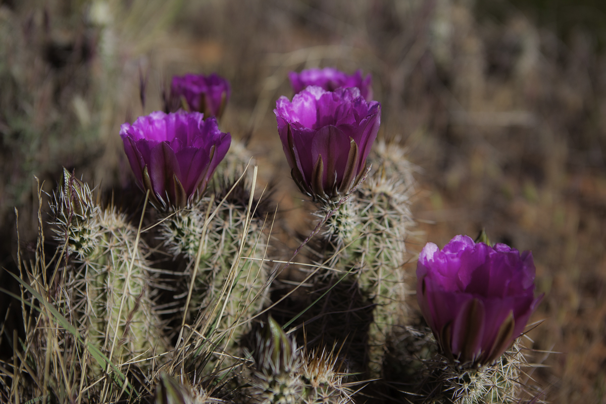 Blooms of Perfection