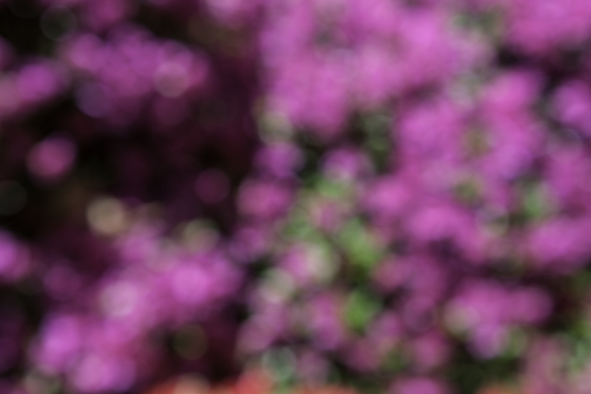 Defocused Burst of Magenta