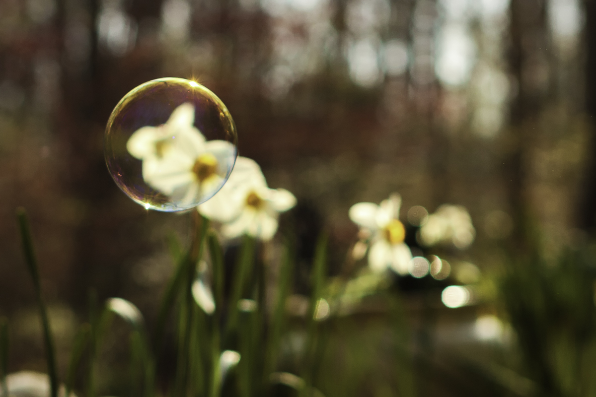 Daffodil and Bubble