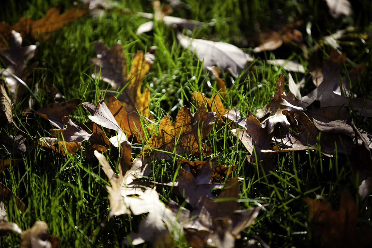 Fallen Leaves