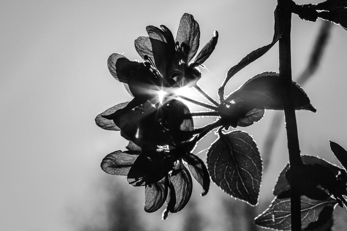 Good Morning Spring