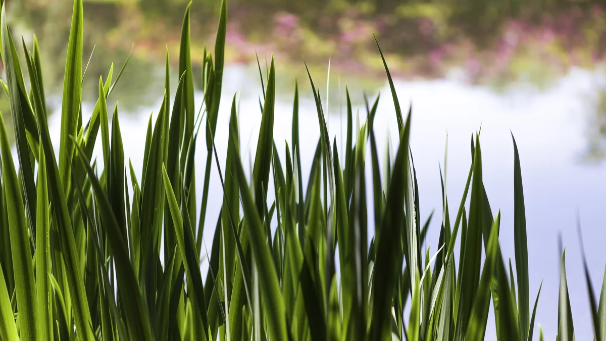 Green Grass
