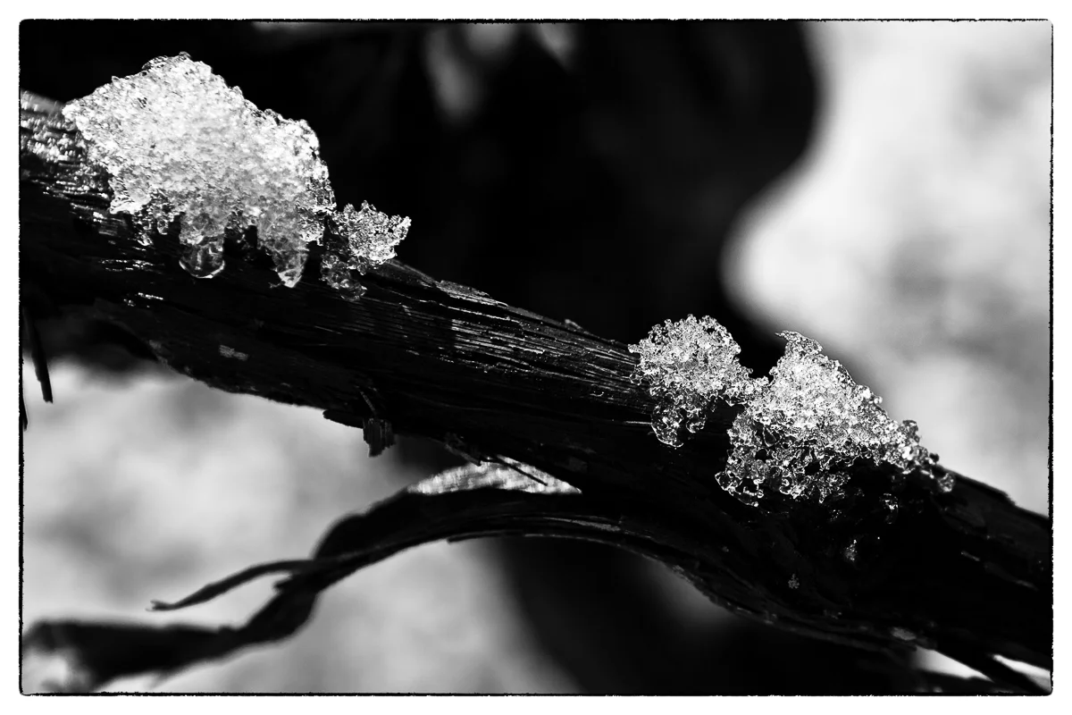 Ice on Vine Close Up