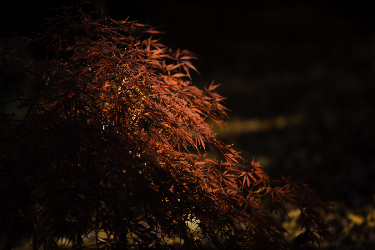 Japanese Maple