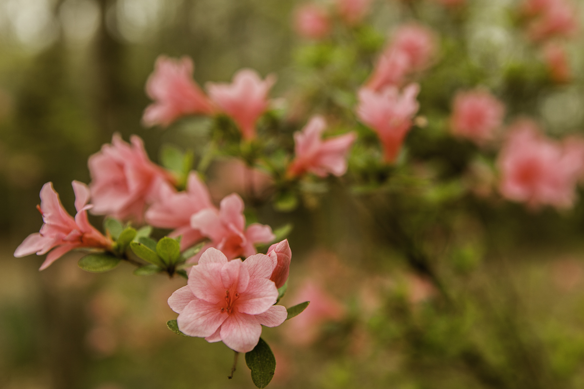 Pink Azaleas